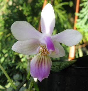 Phalaenopsis lindenii