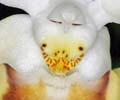 Phalaenopsis lobbii