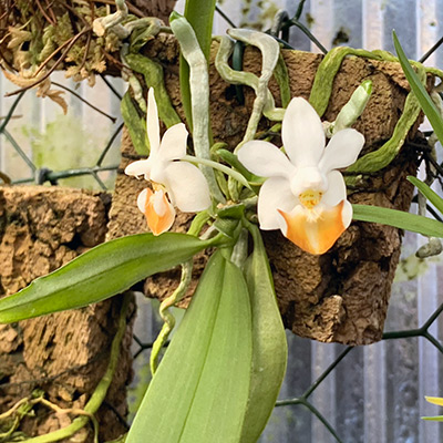 Phalaenopsis lobbii
