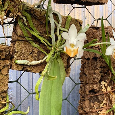 Phalaenopsis lobbii
