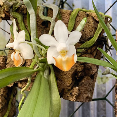 Phalaenopsis lobbii