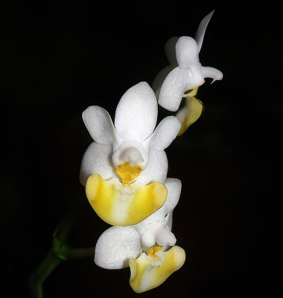 Phalaenopsis lobbii flava