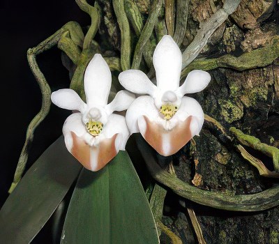 Phalaenopsis lobbii