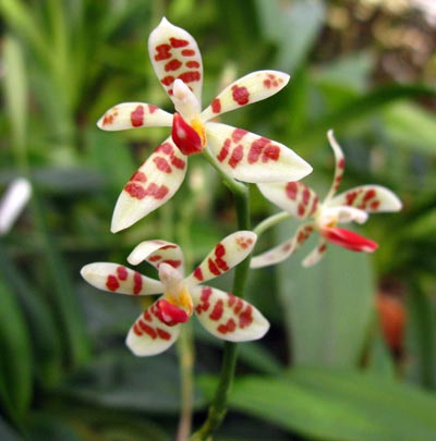 Phalaenopsis maculata