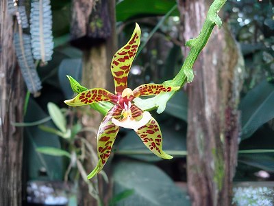 Phalaenopsis lameligera