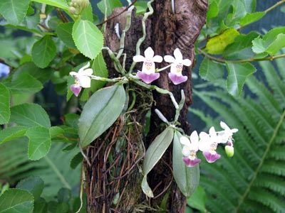 Phalaenopsis parishii