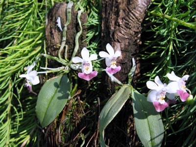 Phalaenopsis parishii