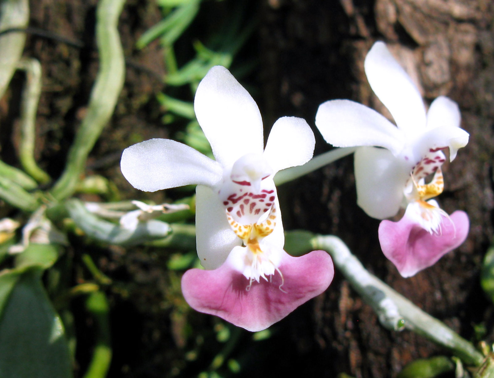 Phalaenopsis parishii