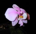 Phalaenopsis schilleriana