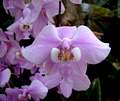 Phalaenopsis schilleriana