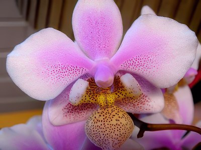 Phalaenopsis schilleriana