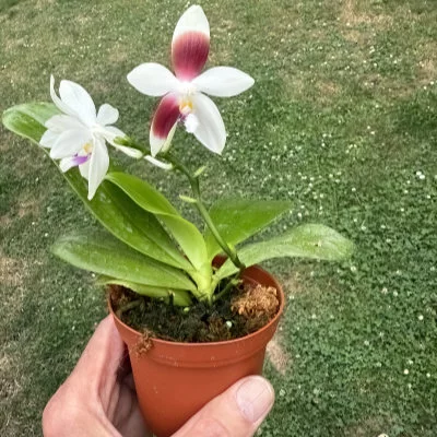 Phalaenopsis tetraspis fm. christiana #1  ( C1 )