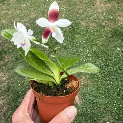 Phalaenopsis tetraspis fm. christiana #1  ( C1 )