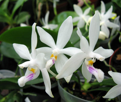 Phalaenopsis tetraspis