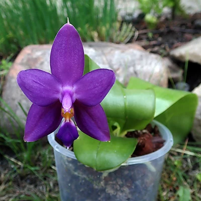 Phalaenopsis violacea var. coerulea ,Blue Indigo'