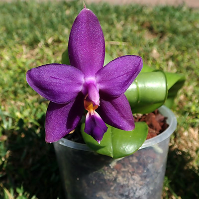 Phalaenopsis violacea var. coerulea ,Blue Indigo'