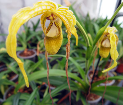 Phragmipedium caudatum