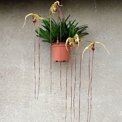 Phragmipedium popowii / warscewiczianum