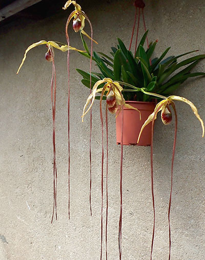 Phragmipedium popowii / warscewiczianum
