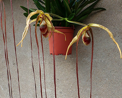 Phragmipedium popowii / warscewiczianum
