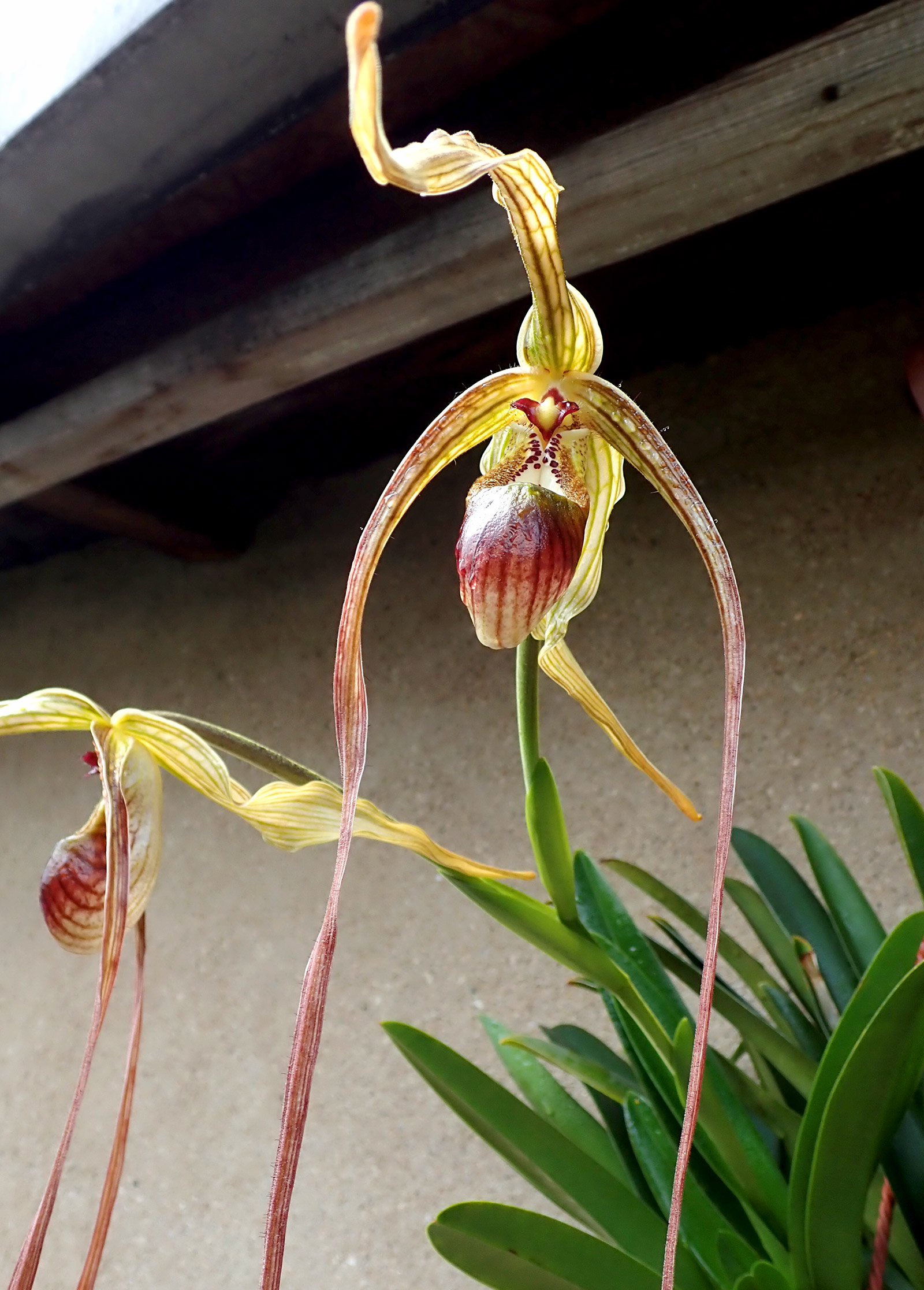 Phragmipedium popowii / warscewiczianum