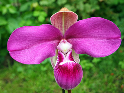 Phragmipedium kovachii