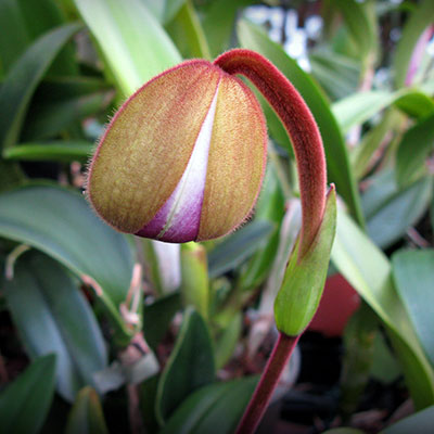 Phragmipedium kovachii