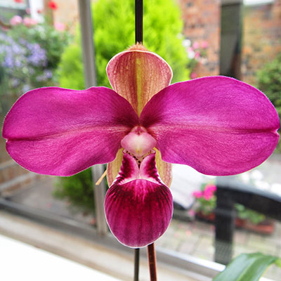 Phragmipedium kovachii