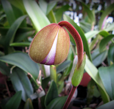 Phragmipedium kovachii