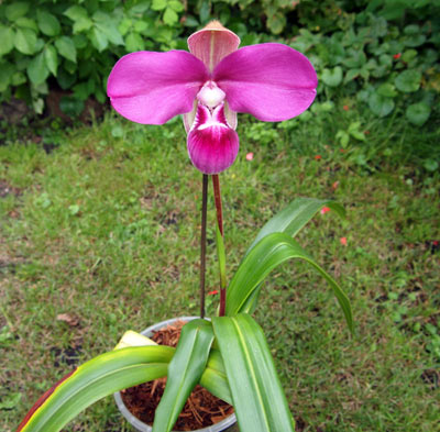 Phragmipedium kovachii