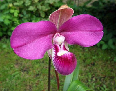 Phragmipedium kovachii