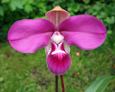 Phragmipedium kovachii