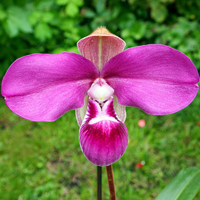 Phragmipedium kovachii