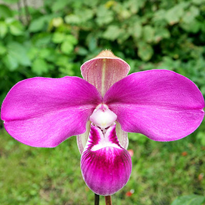 Phragmipedium kovachii