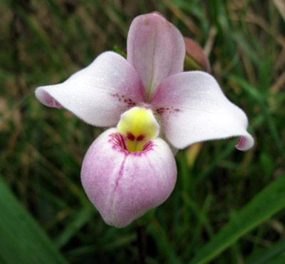 Phragmipedium schlimii