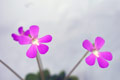 Pinguicula spec.