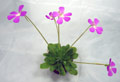 Pinguicula spec.