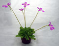 Pinguicula spec.