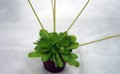 Pinguicula spec.