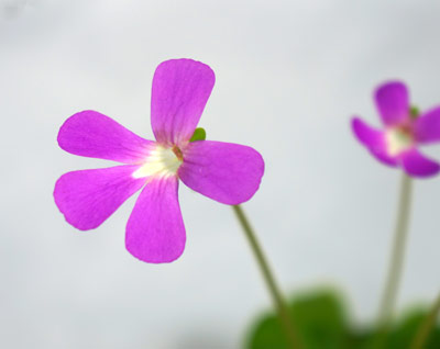 Pinguicula spec.