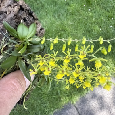 Platyrhiza quadricolor
