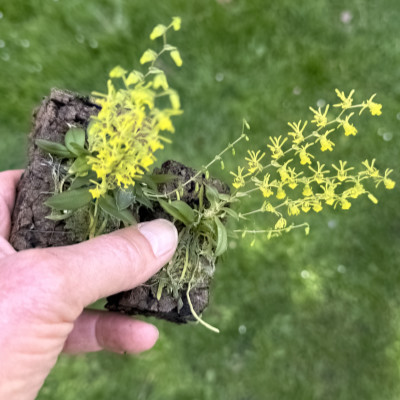 Platyrhiza quadricolor
