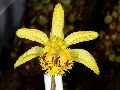 Pleione forrestii