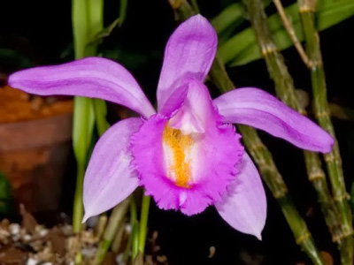 Pleione aurita