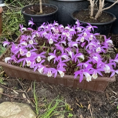 Pleione formosana ( besonders schöner Typ)