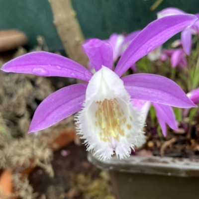 Pleione formosana (particularly handsome type)