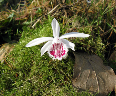 Pleione humilis