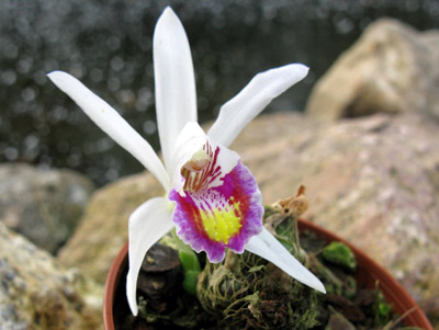 Pleione maculata chinesischer Typ