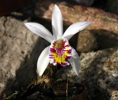 Pleione maculata thailändischer Typ