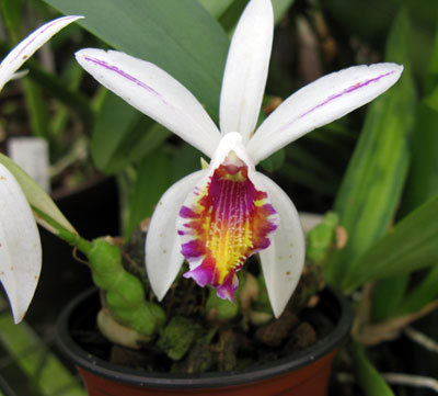 Pleione maculata